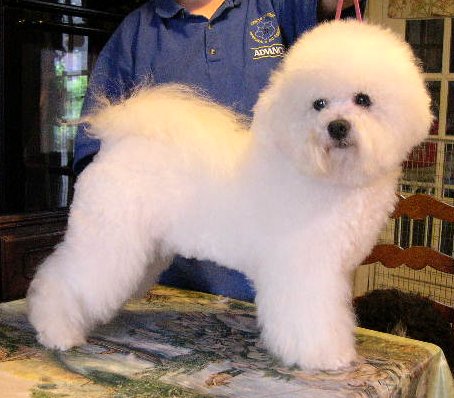 CH. jitterbop Ubec up-up